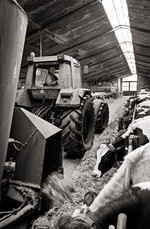 Boeren in Rotterdam